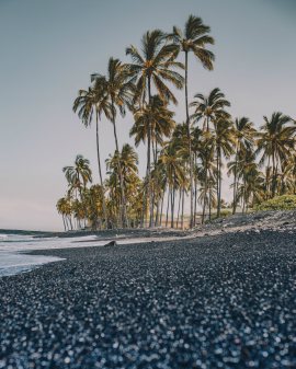 Beach and Palm Trees